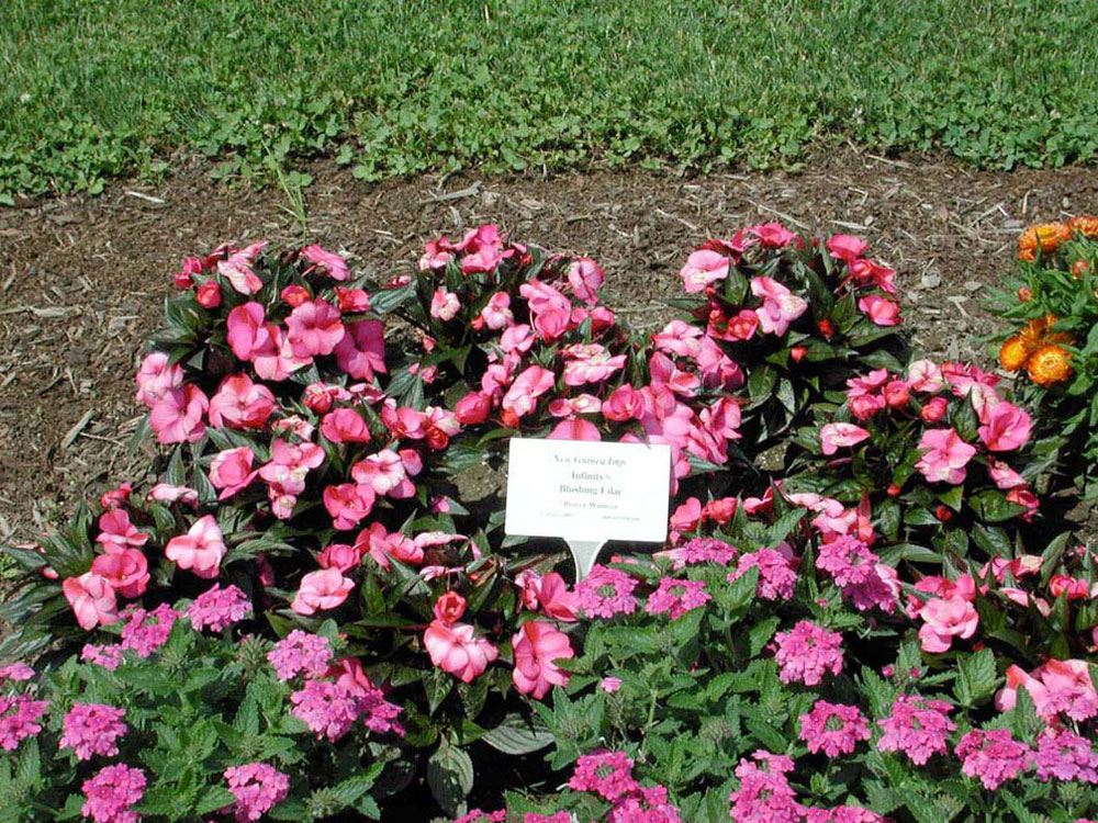 Cornell University Annual Flower Research at Bluegrass Lane